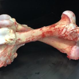 Large Marrow Bone